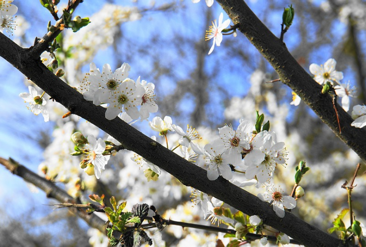 L’EMB adresse ses vœux à l’occasion de la fête de Pâques